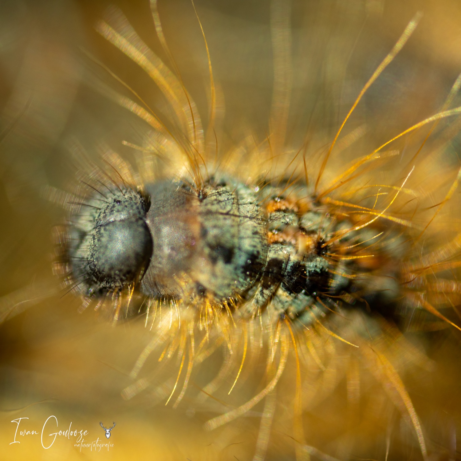 03 juni 2023 090420  R2A3489